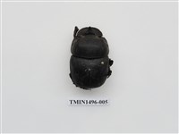 藏品(大黑糞金龜)的圖片